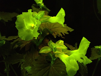 光る花 光る花の研究開発に成功 | プレスリリース・広報